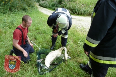 29. August 2010: Bergung eines Schwans